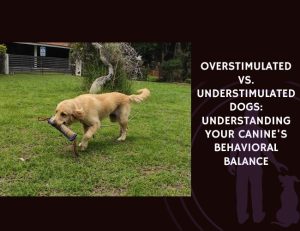 Overstimulated vs. Understimulated Dogs Understanding Your Canine's Behavioral Balance