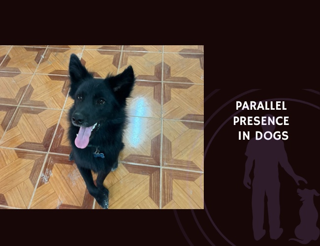 Parallel Presence in Dogs Investigating Co-Regulated Spatial and Emotional Attunement in Human–Dog Dyads