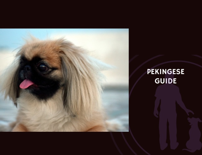 Pekingese Guide