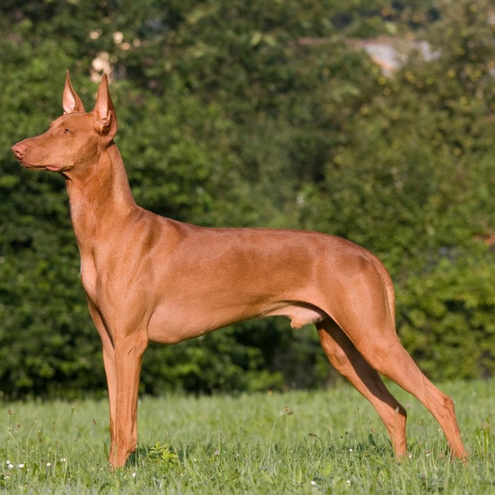 Pharaoh Hound