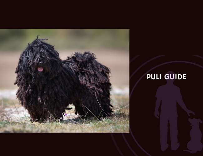 Puli Guide