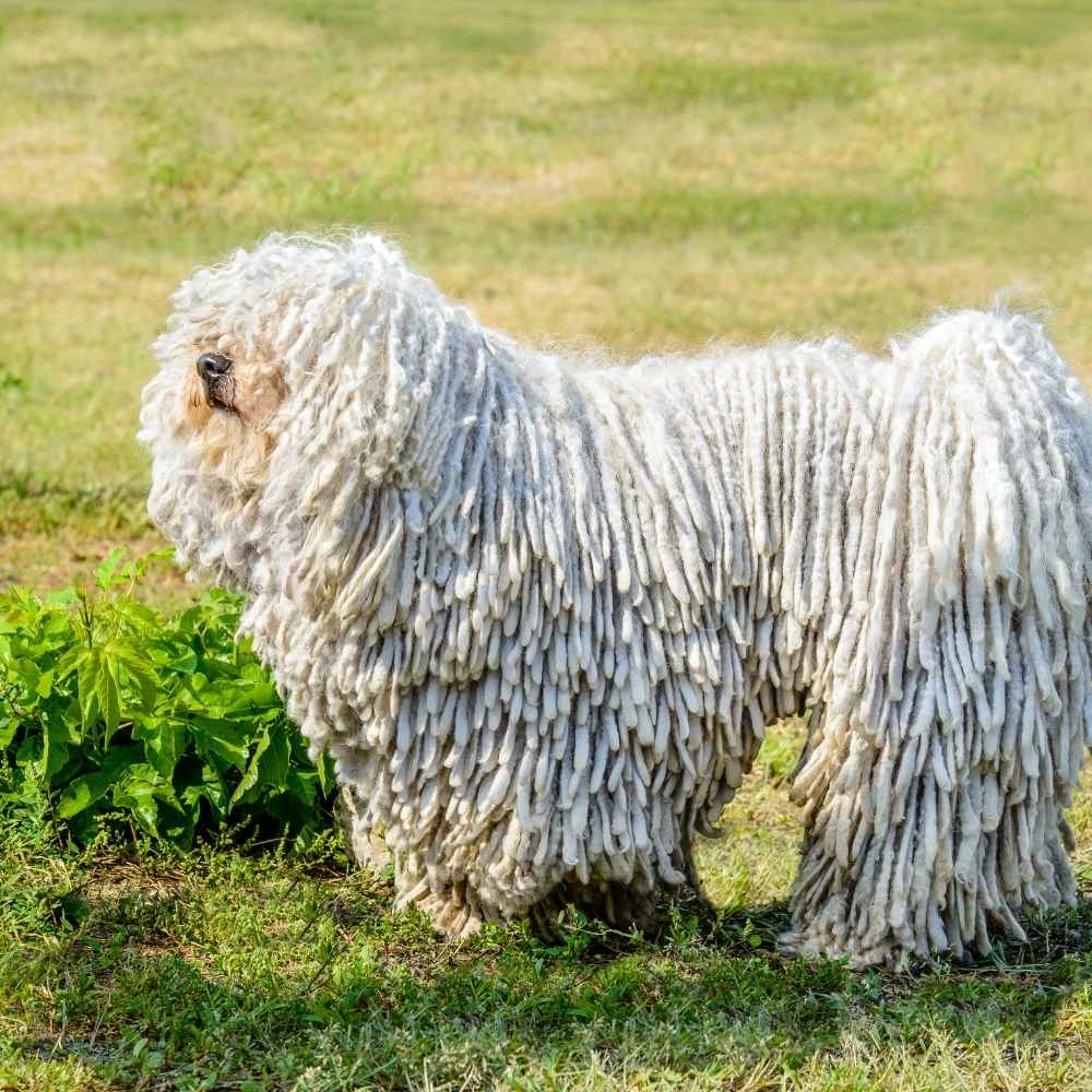 Puli