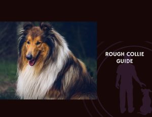 Rough Collie Guide