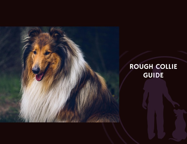 Rough Collie Guide