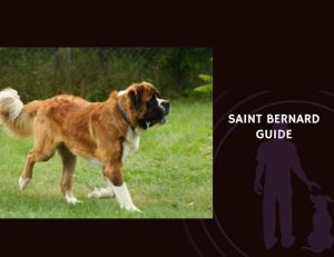 Saint Bernard Guide