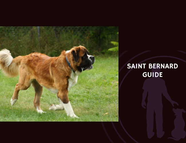Saint Bernard Guide