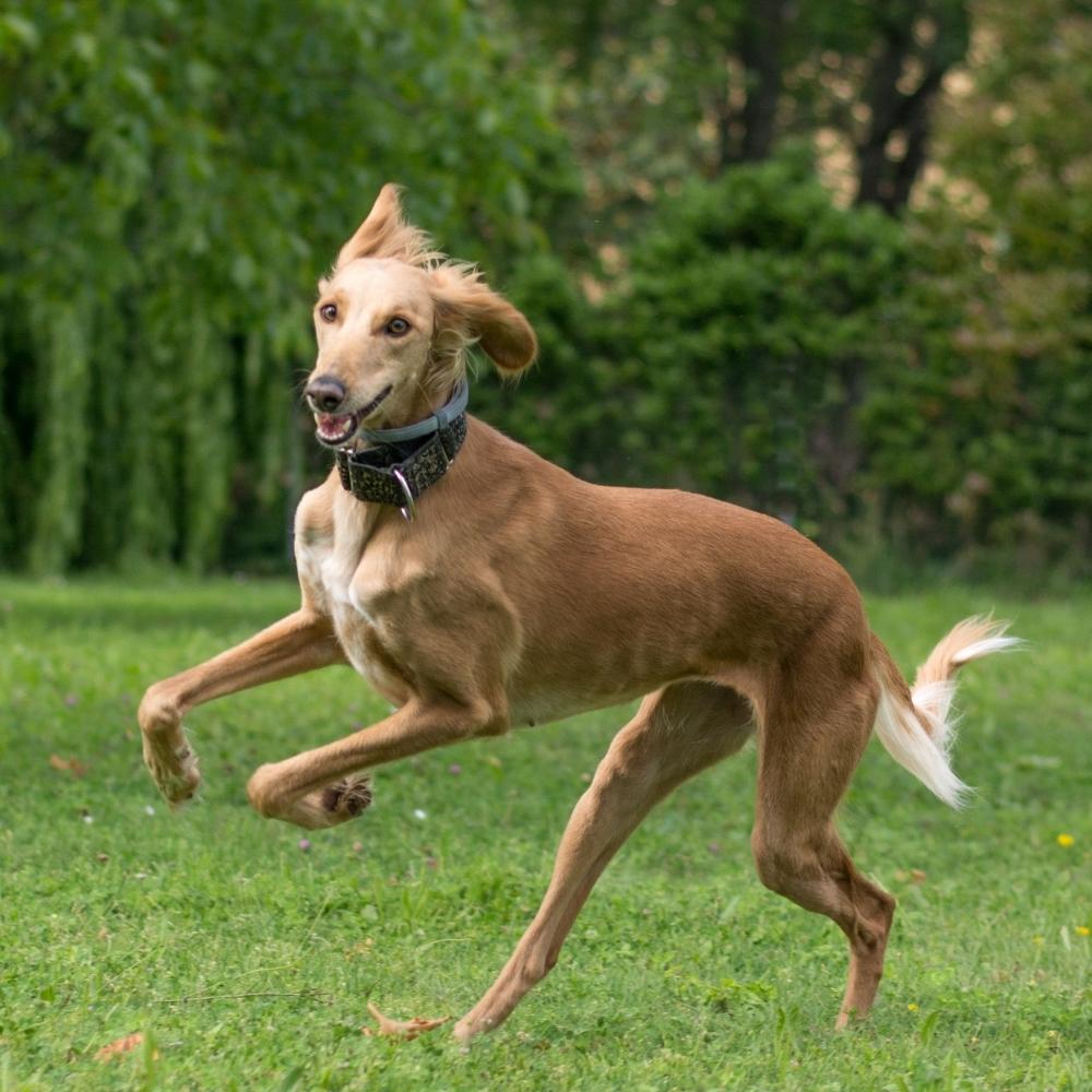 Saluki