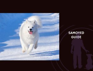 Samoyed Guide
