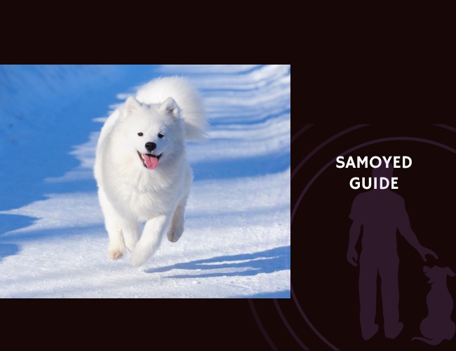 Samoyed Guide