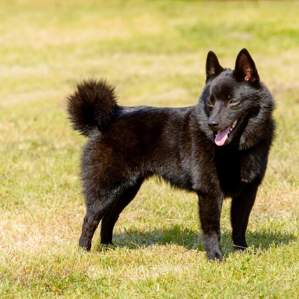 Schipperke