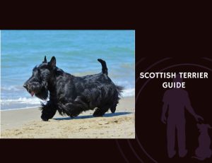 Scottish Terrier Guide