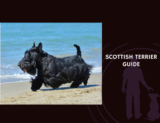 Scottish Terrier Guide