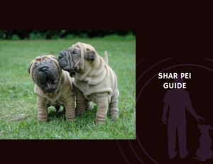 Shar Pei Guide