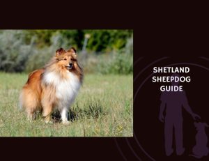 Shetland Sheepdog Guide