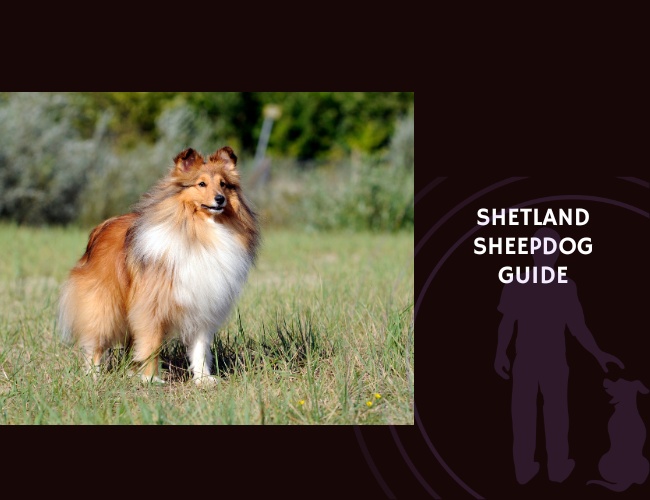 Shetland Sheepdog Guide