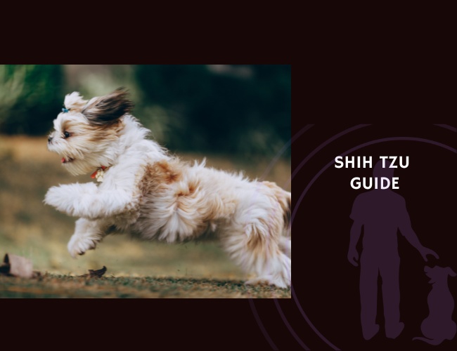 Shih Tzu Guide