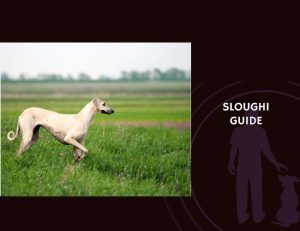 Sloughi Guide