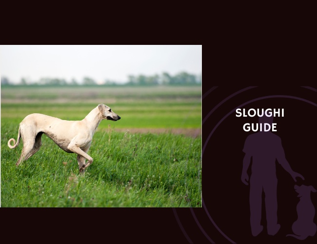Sloughi Guide