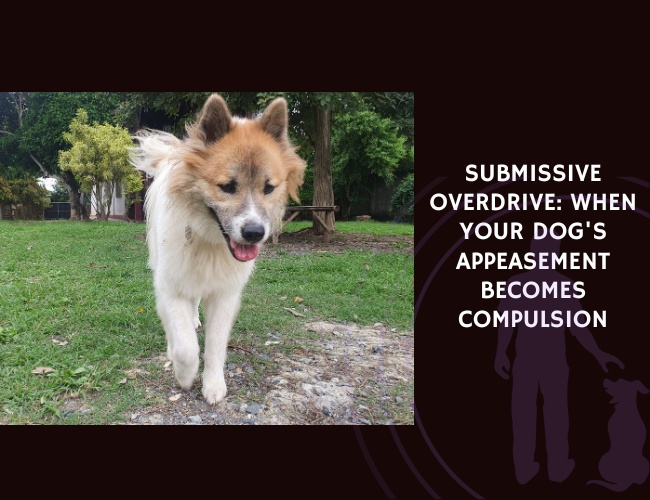 Submissive Overdrive When Your Dog's Appeasement Becomes Compulsion