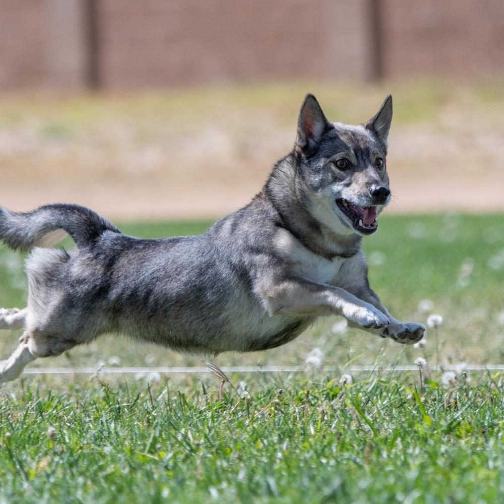 Swedish Vallhund