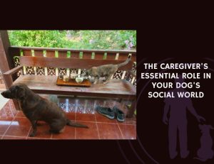 The Caregiver's Essential Role in Your Dog's Social World