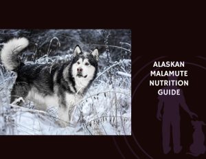 The Complete Guide to Alaskan Malamute Nutrition