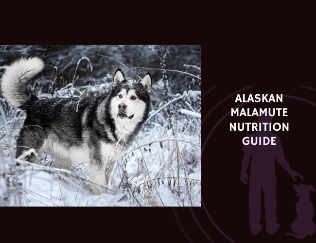 The Complete Guide to Alaskan Malamute Nutrition