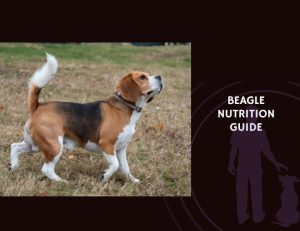 The Complete Guide to Beagle Nutrition