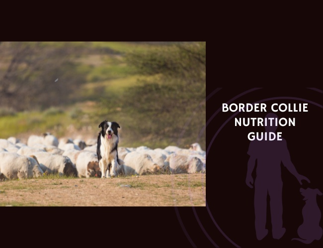 The Complete Guide to Border Collie Nutrition