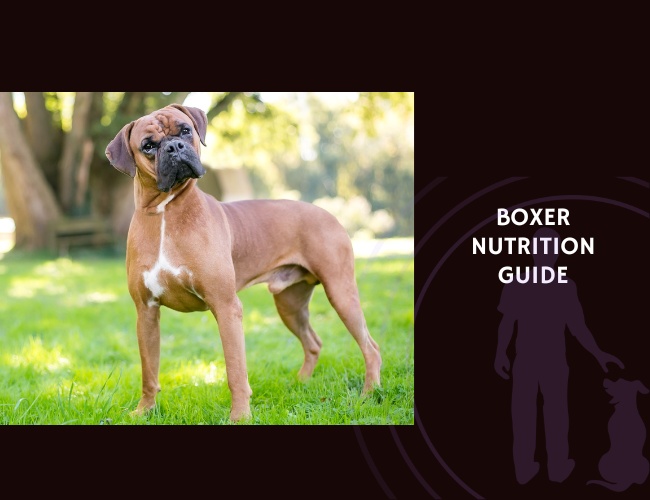 The Complete Guide to Boxer Nutrition