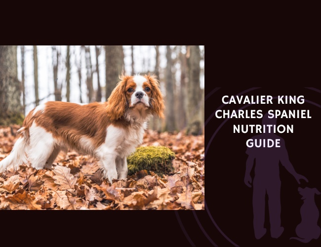 The Complete Guide to Cavalier King Charles Spaniel Nutrition