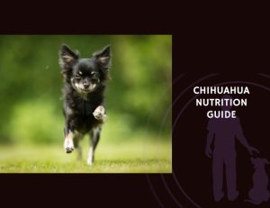 The Complete Guide to Chihuahua Nutrition