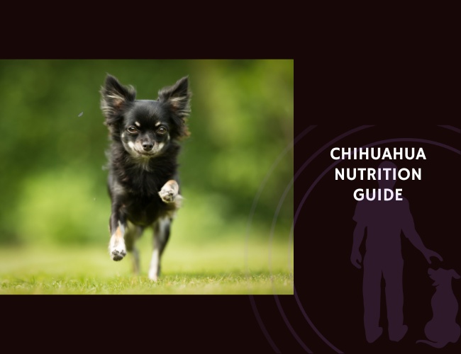The Complete Guide to Chihuahua Nutrition