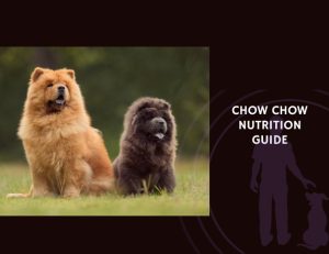 The Complete Guide to Chow Chow Nutrition