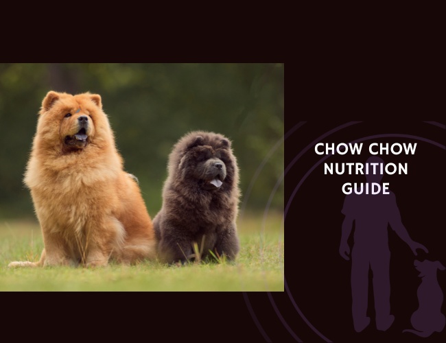 The Complete Guide to Chow Chow Nutrition