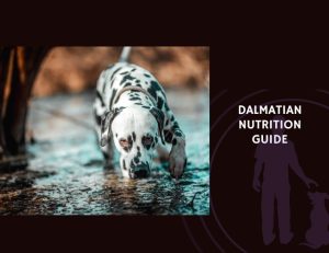 The Complete Guide to Dalmatian Nutrition