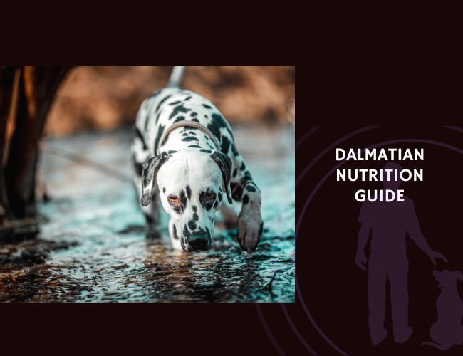 The Complete Guide to Dalmatian Nutrition