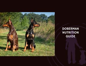 The Complete Guide to Doberman Nutrition