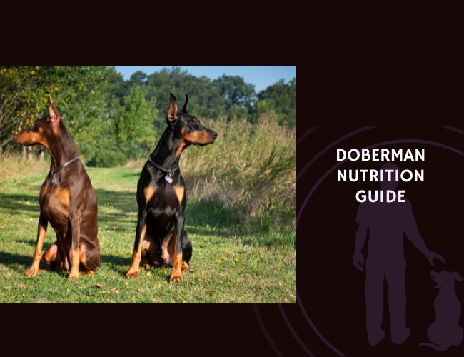 The Complete Guide to Doberman Nutrition