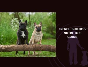 The Complete Guide to French Bulldog Nutrition