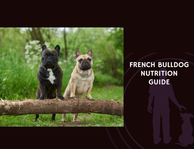 The Complete Guide to French Bulldog Nutrition