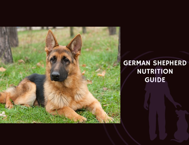 The Complete Guide to German Shepherd Nutrition