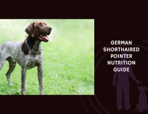 The Complete Guide to German Shorthaired Pointer