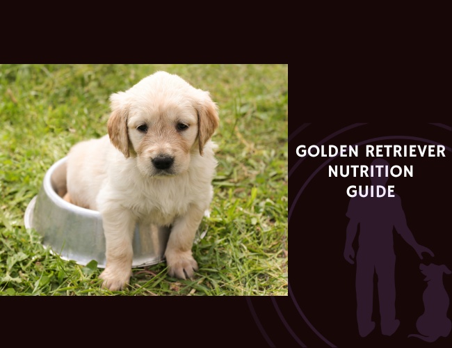 The Complete Guide to Golden Retriever Nutrition