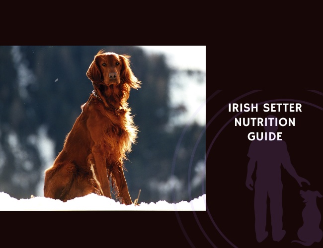 The Complete Guide to Irish Setter Nutrition