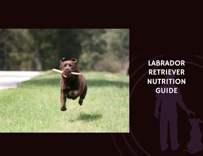 The Complete Guide to Labrador Retriever Nutrition