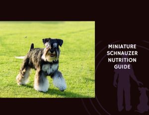 The Complete Guide to Miniature Schnauzer Nutrition
