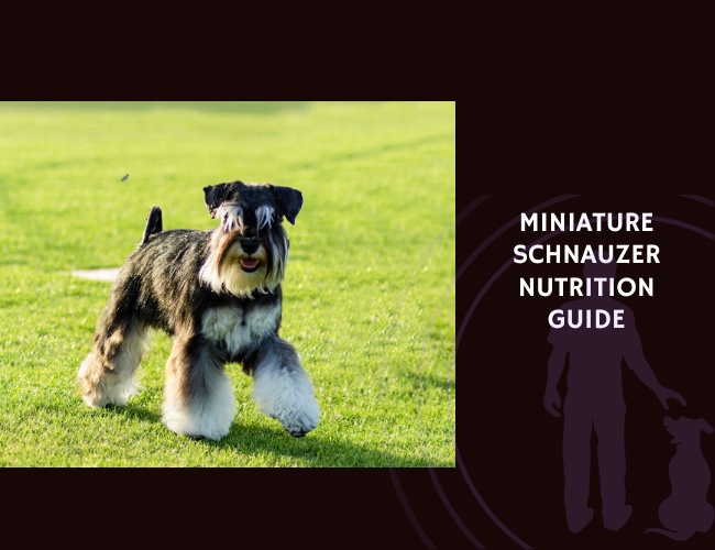 The Complete Guide to Miniature Schnauzer Nutrition