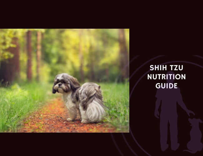 The Complete Guide to Shih Tzu Nutrition