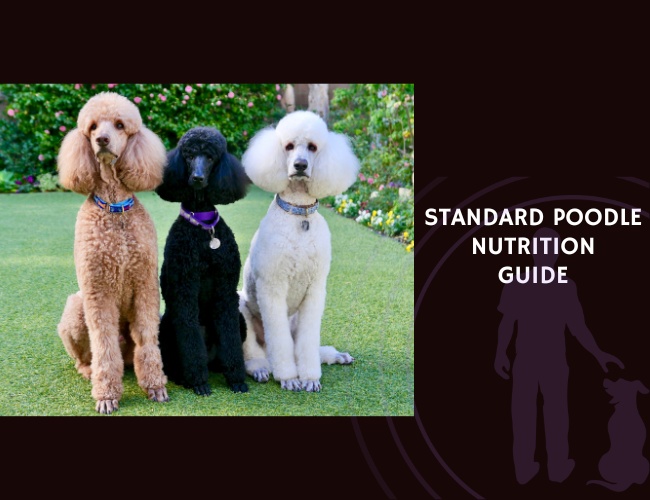 The Complete Guide to Standard Poodle Nutrition